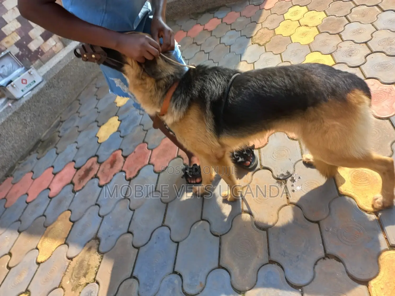 6-12 months Female Purebred German Shepherd