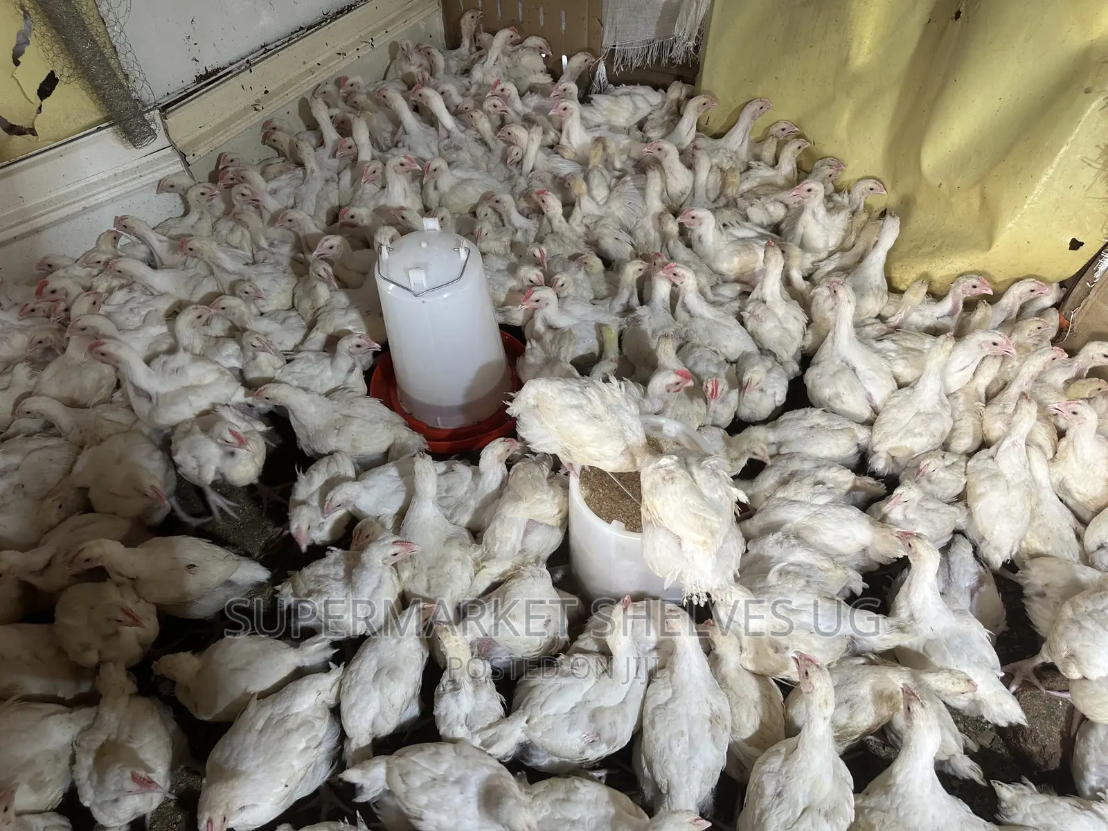 Chicken Broilers 1 Months 1kg to 3kg on Sale at 35000