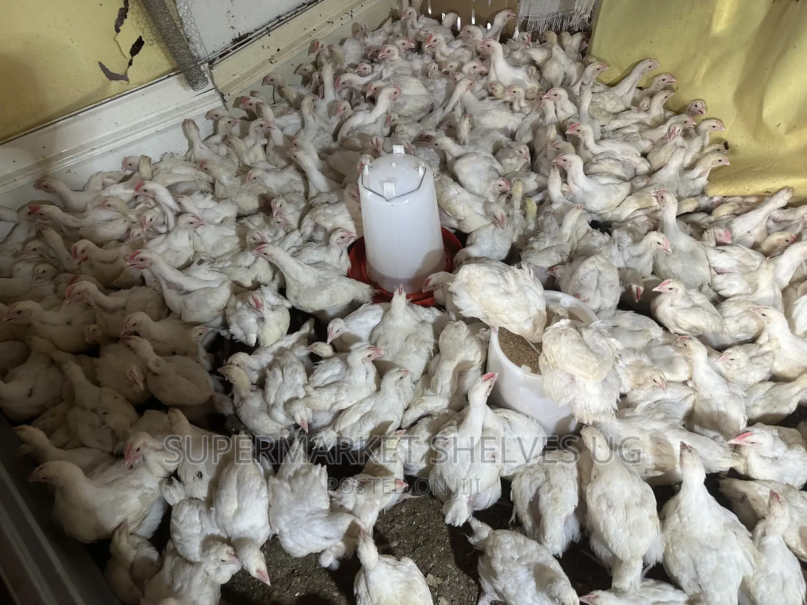 Chicken Broilers 1 Months 1kg to 3kg on Sale at 35000