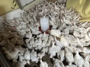 Chicken Broilers 1 Months 1kg to 3kg on Sale at 35000