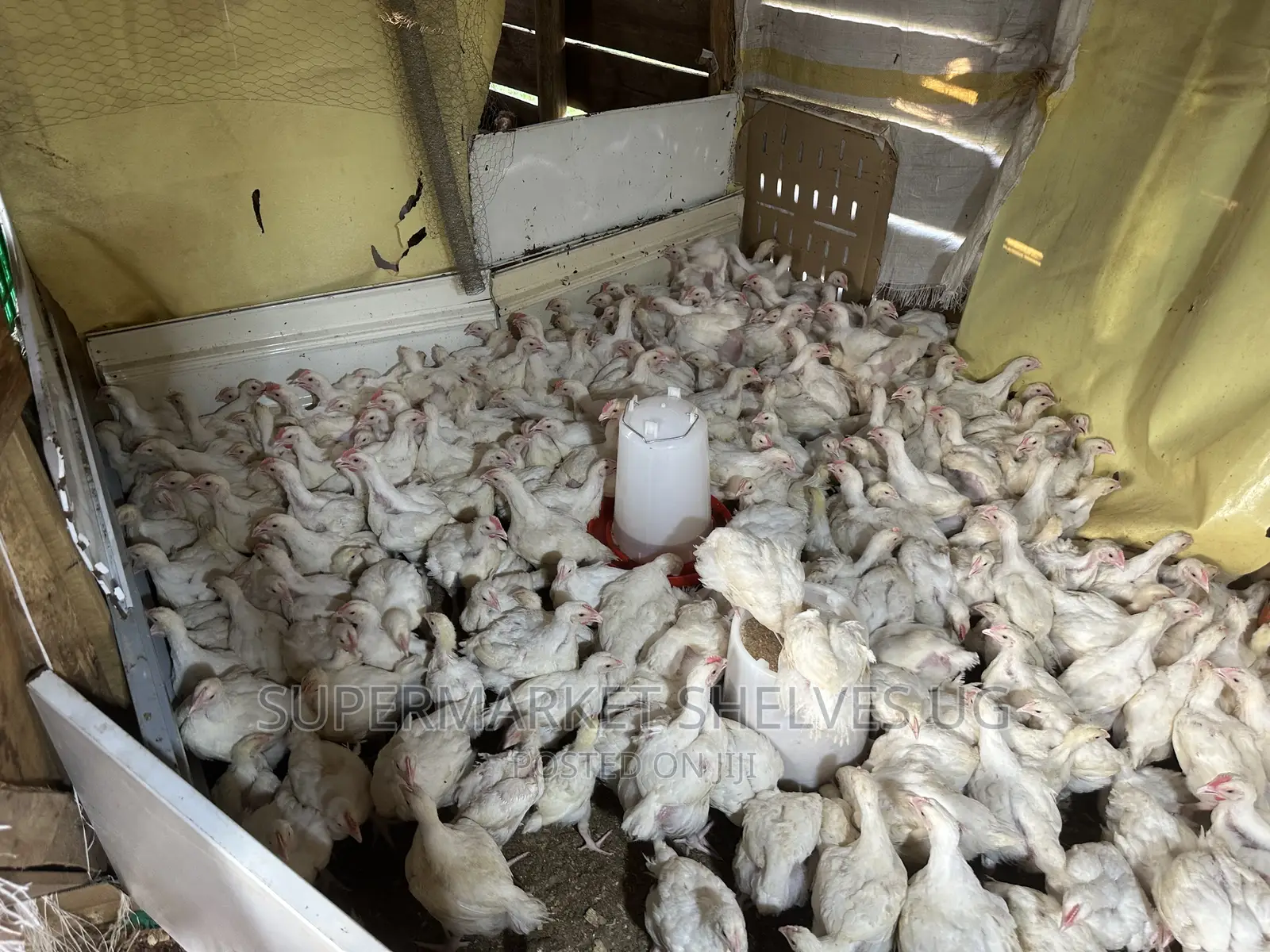 Chicken Broilers 1 Months 1kg to 3kg on Sale at 35000