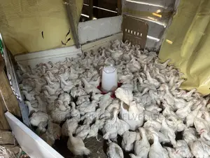 Chicken Broilers 1 Months 1kg to 3kg on Sale at 35000