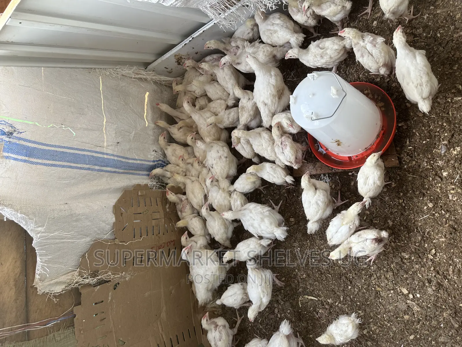 Chicken Broilers for Meat Weights 1kg to 1.5kgs on Sale At
