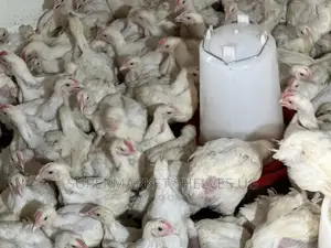 Chicken Broilers for Meat Weights 1kg to 1.5kgs on Sale At