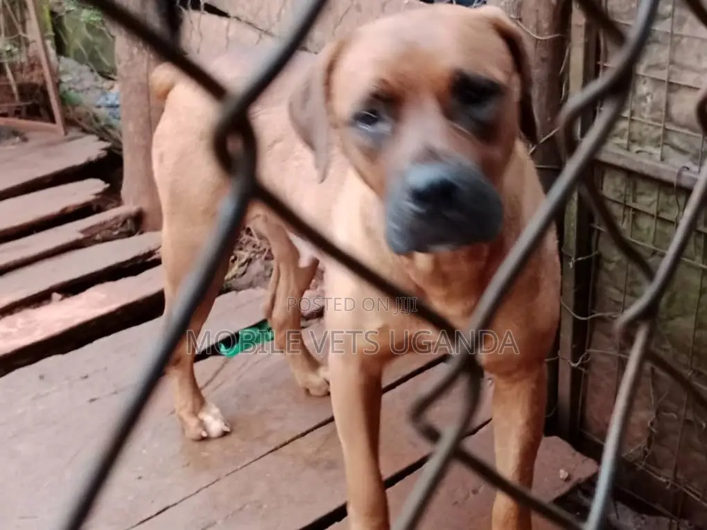 1+ year Female Purebred Boerboel