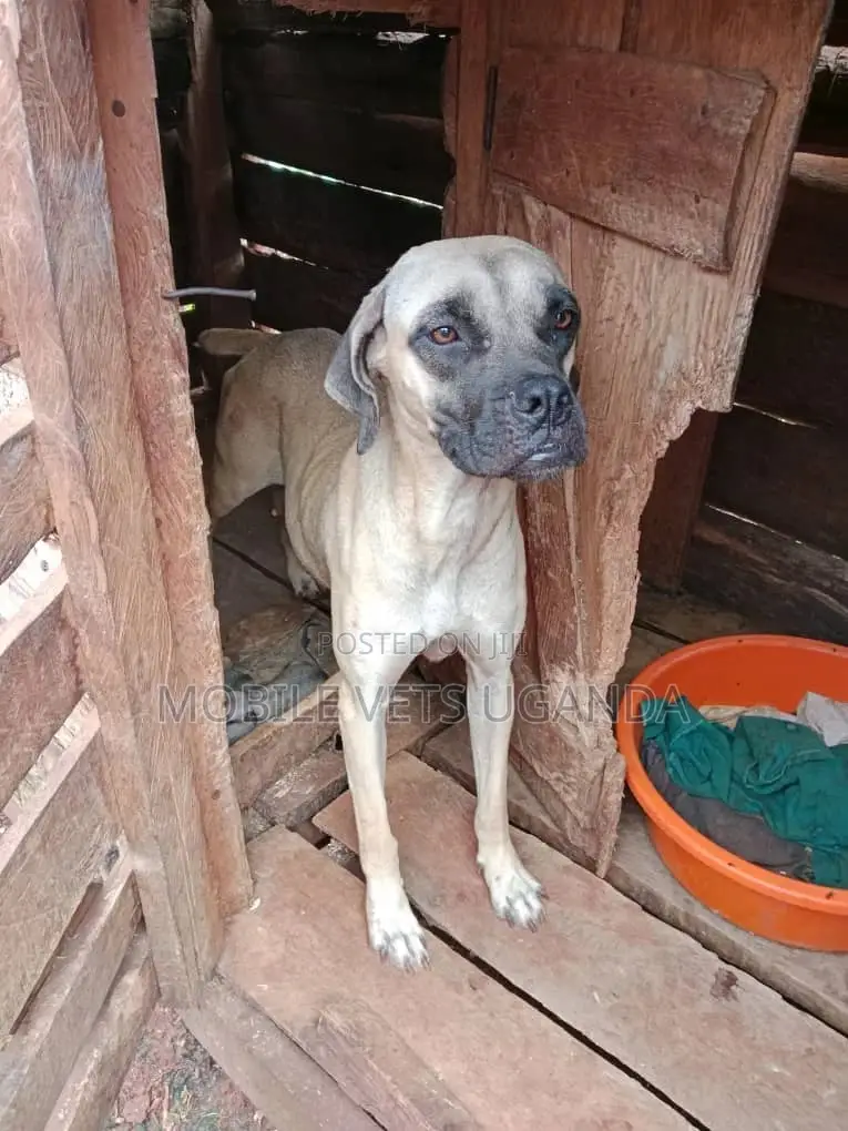 6-12 months Male Purebred Boerboel