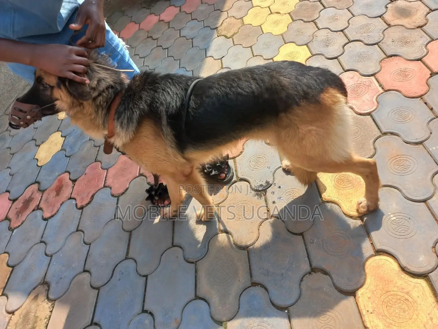 3-6 months Female Purebred German Shepherd