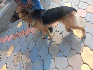 6-12 months Female Purebred German Shepherd