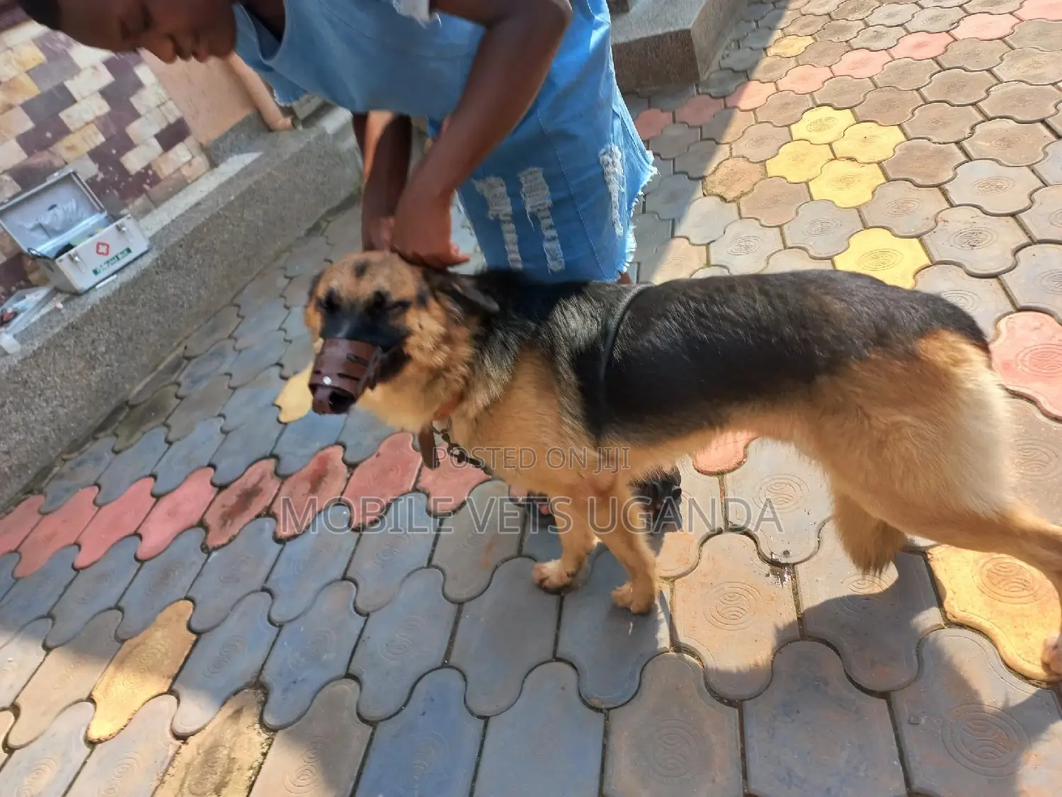 1+ year Female Purebred German Shepherd