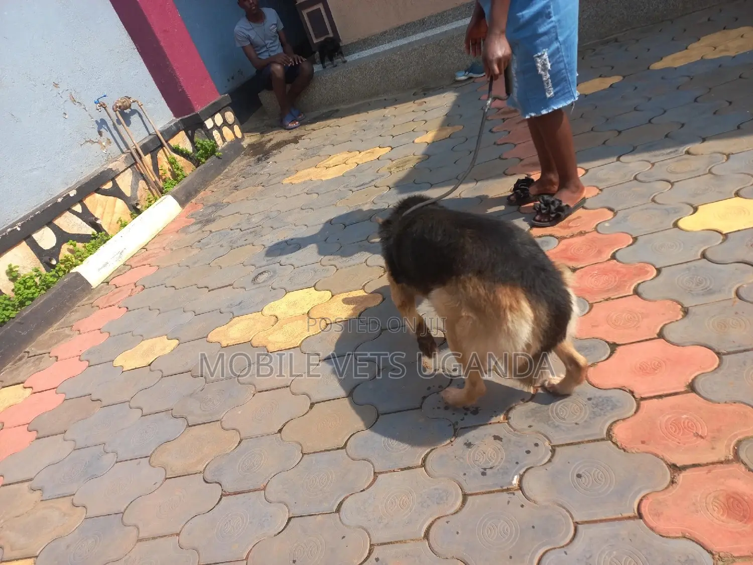 6-12 months Male Purebred German Shepherd