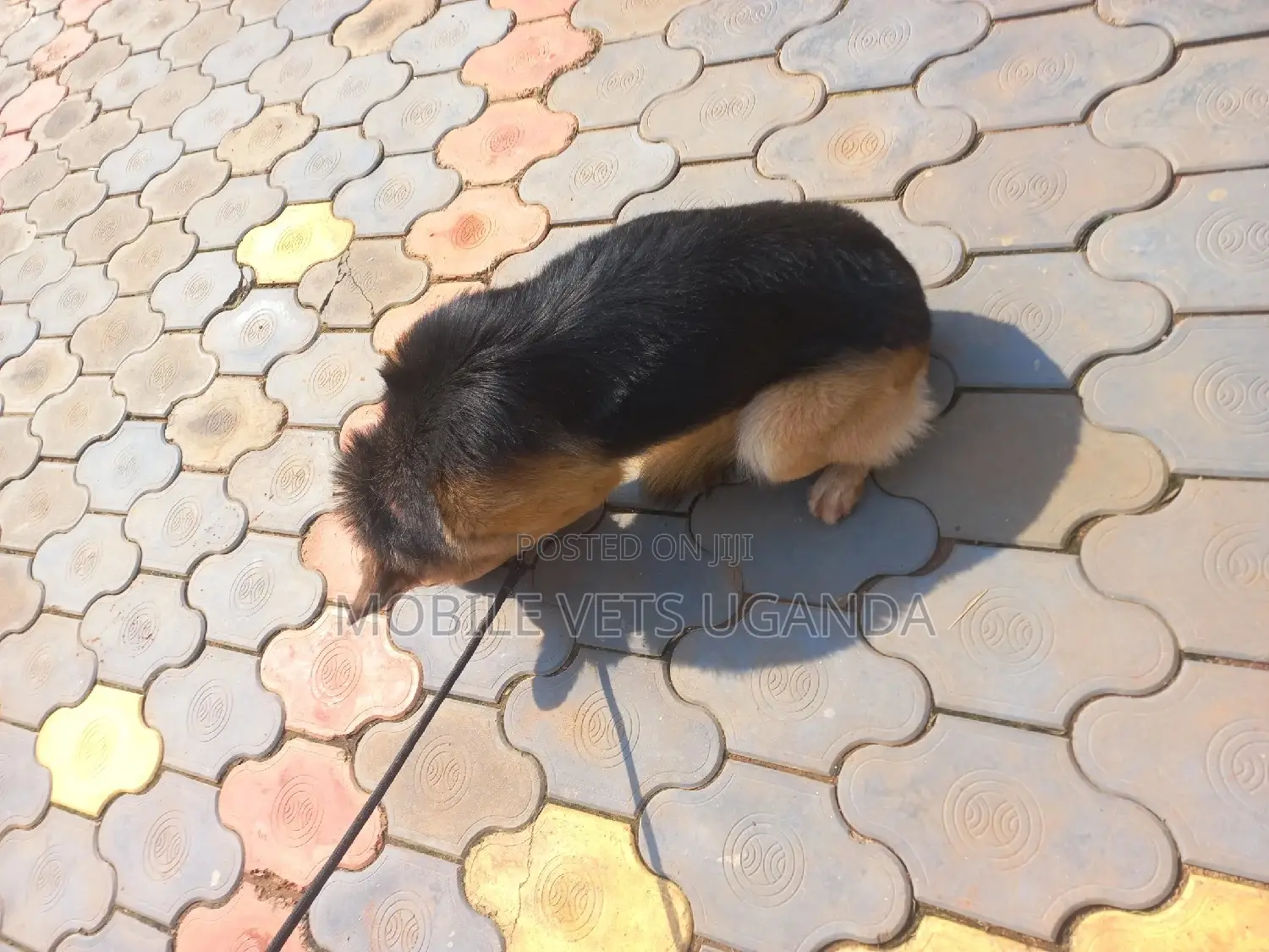 6-12 months Female Purebred German Shepherd