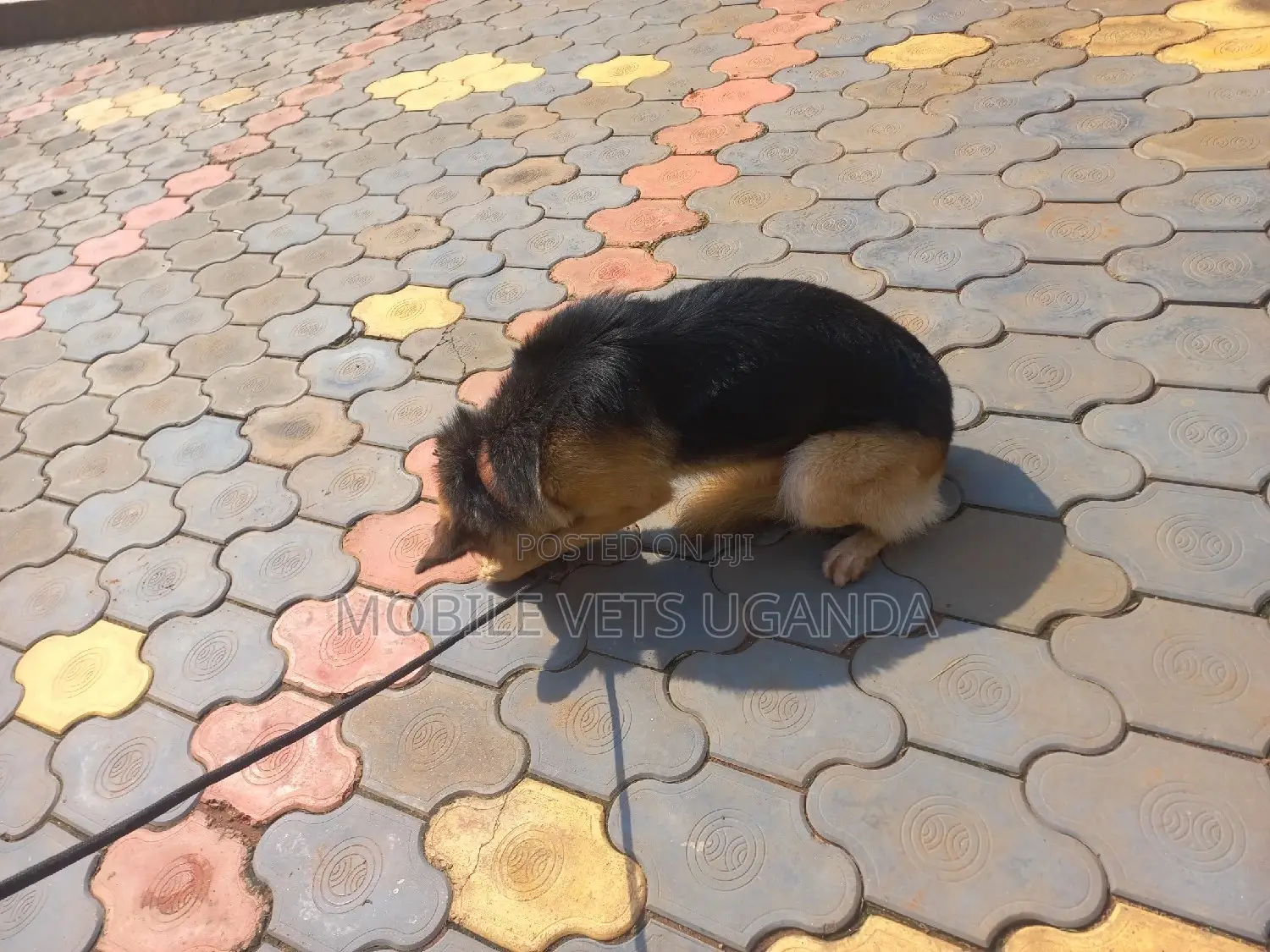 6-12 months Male Purebred German Shepherd