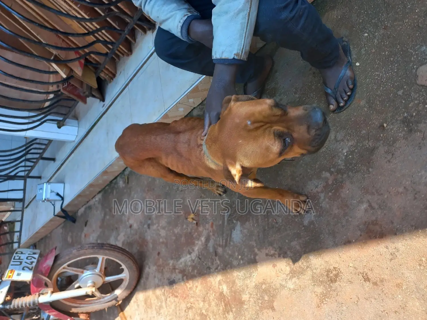 1+ year Male Purebred Boerboel