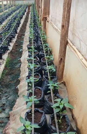 Management and Renovation of Your Green House