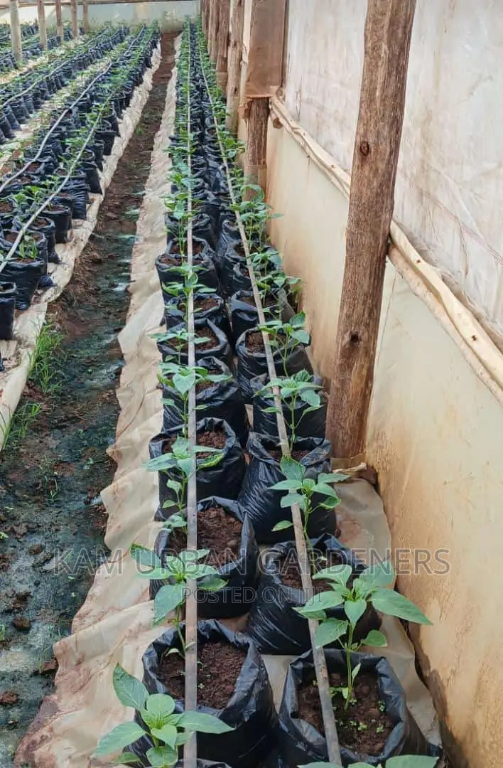 Management and Renovation of Your Green House