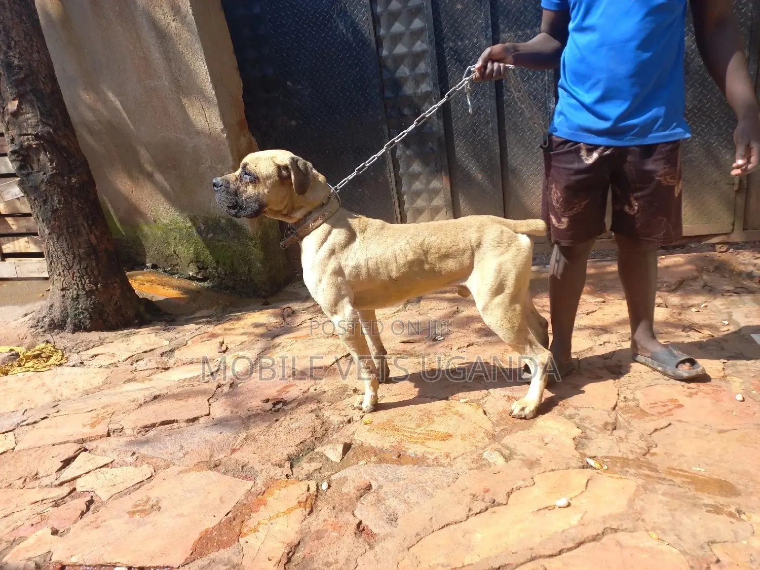 1+ year Female Purebred Boerboel