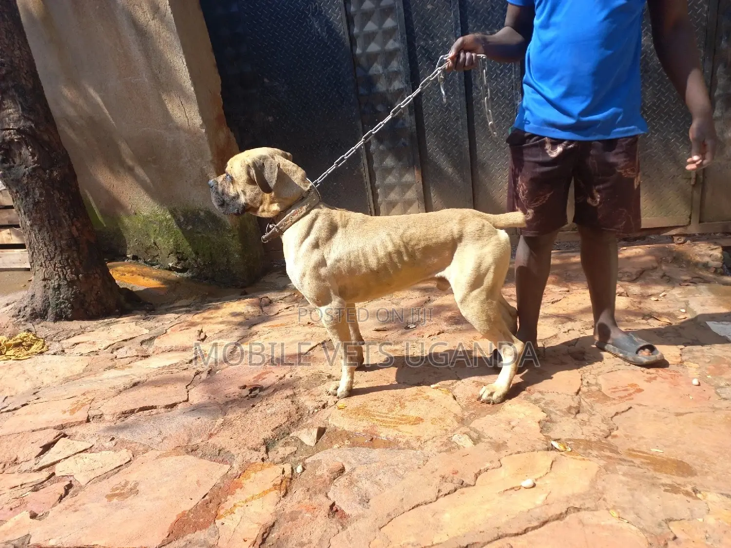 6-12 months Male Purebred Boerboel