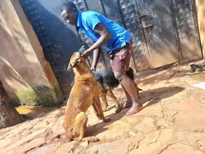 6-12 months Female Purebred Belgian Malinois