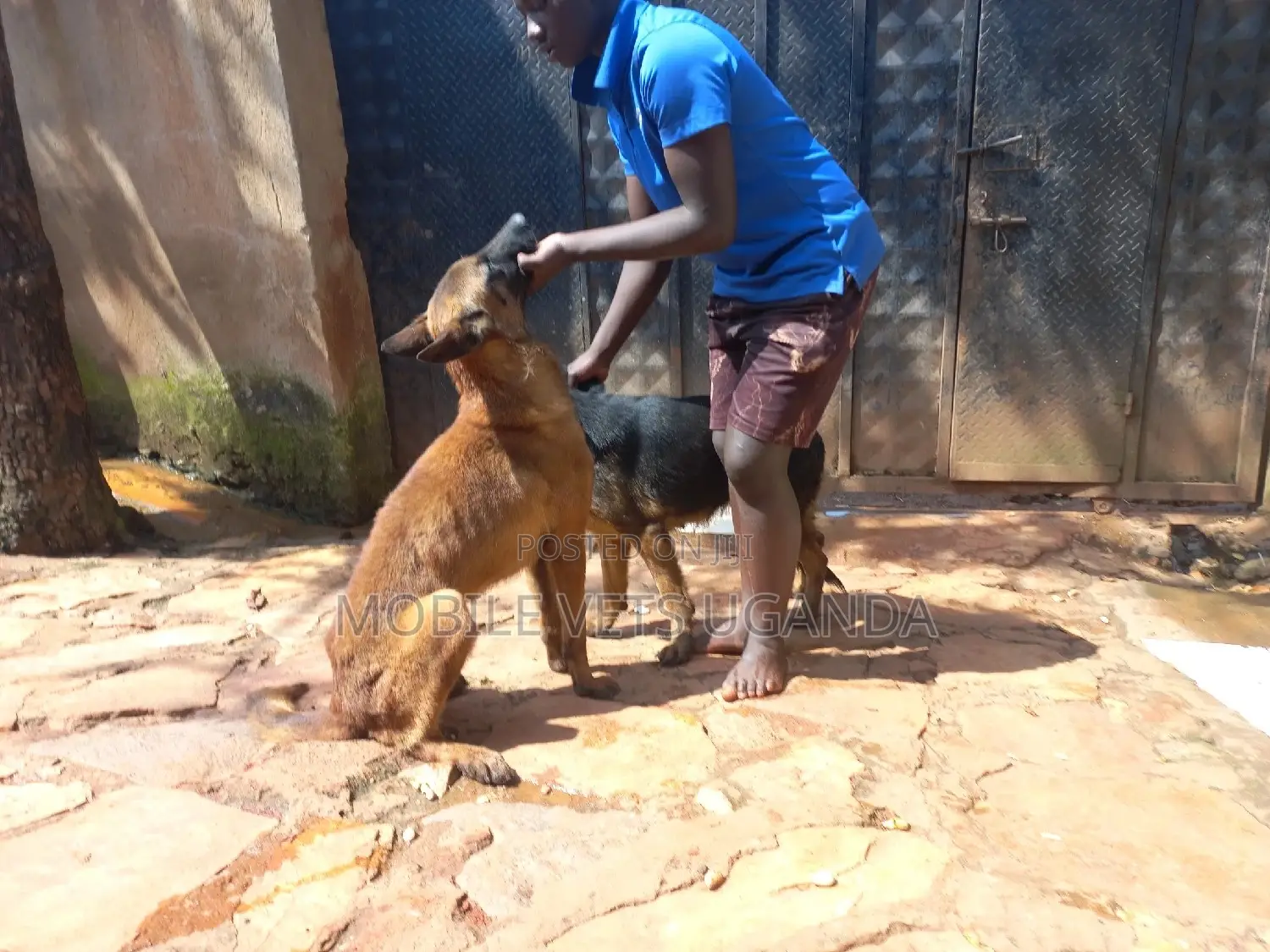 6-12 months Male Purebred Belgian Malinois