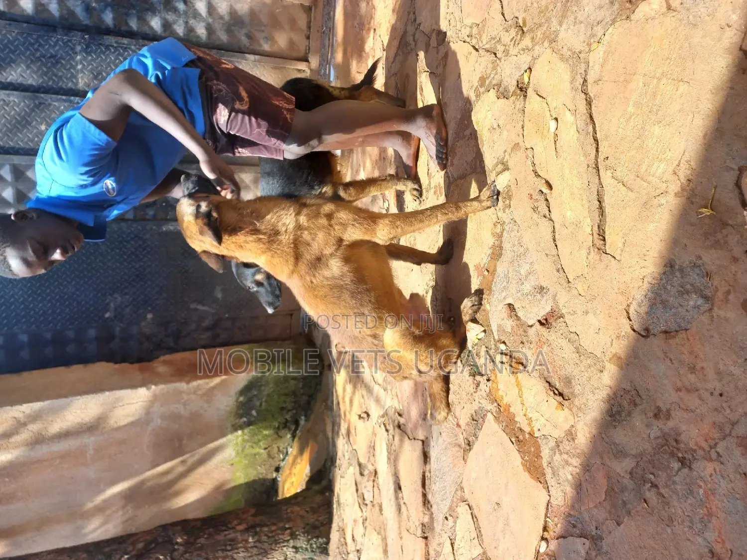 1+ year Male Purebred Belgian Malinois