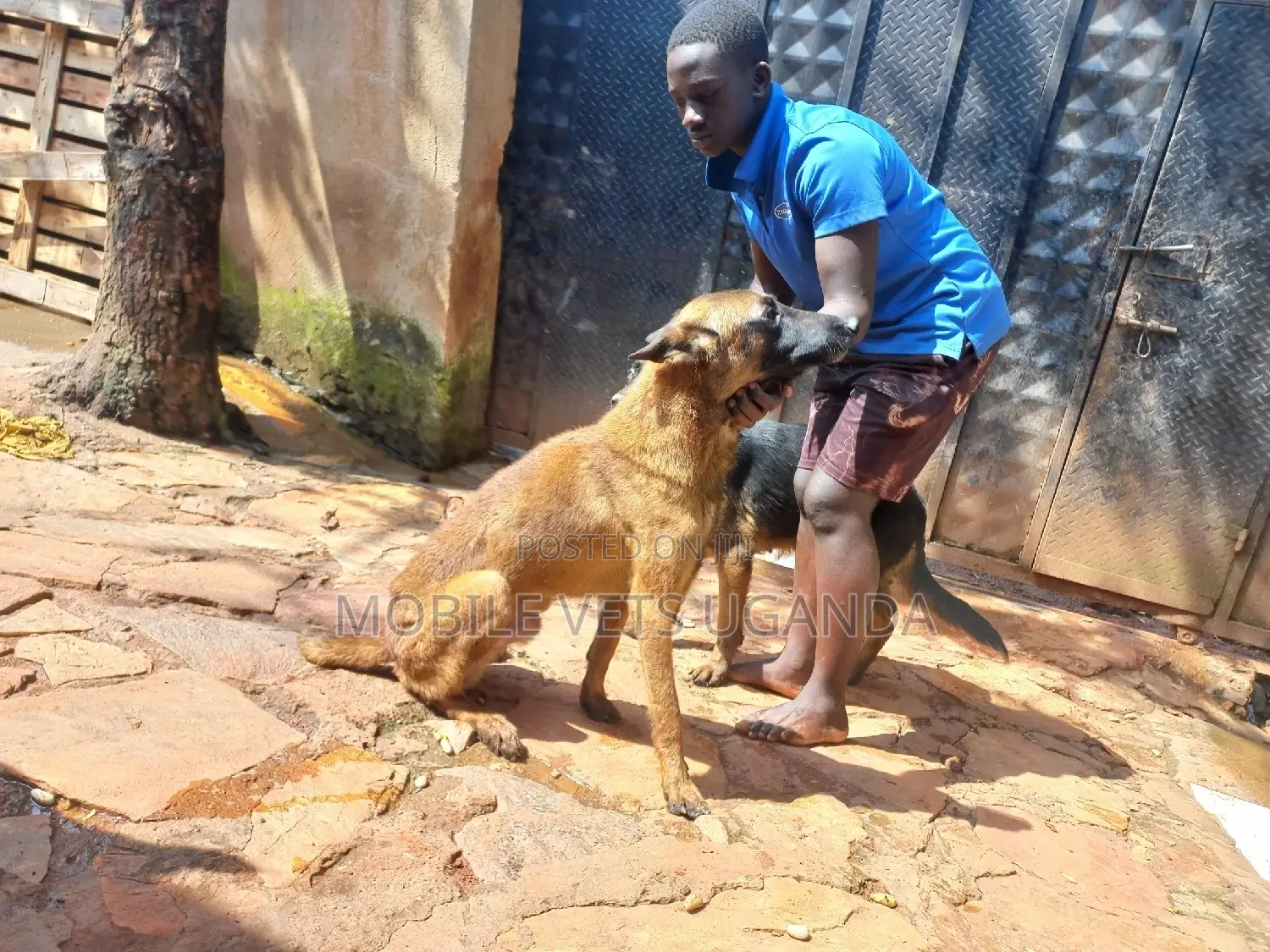3-6 months Female Purebred Belgian Malinois