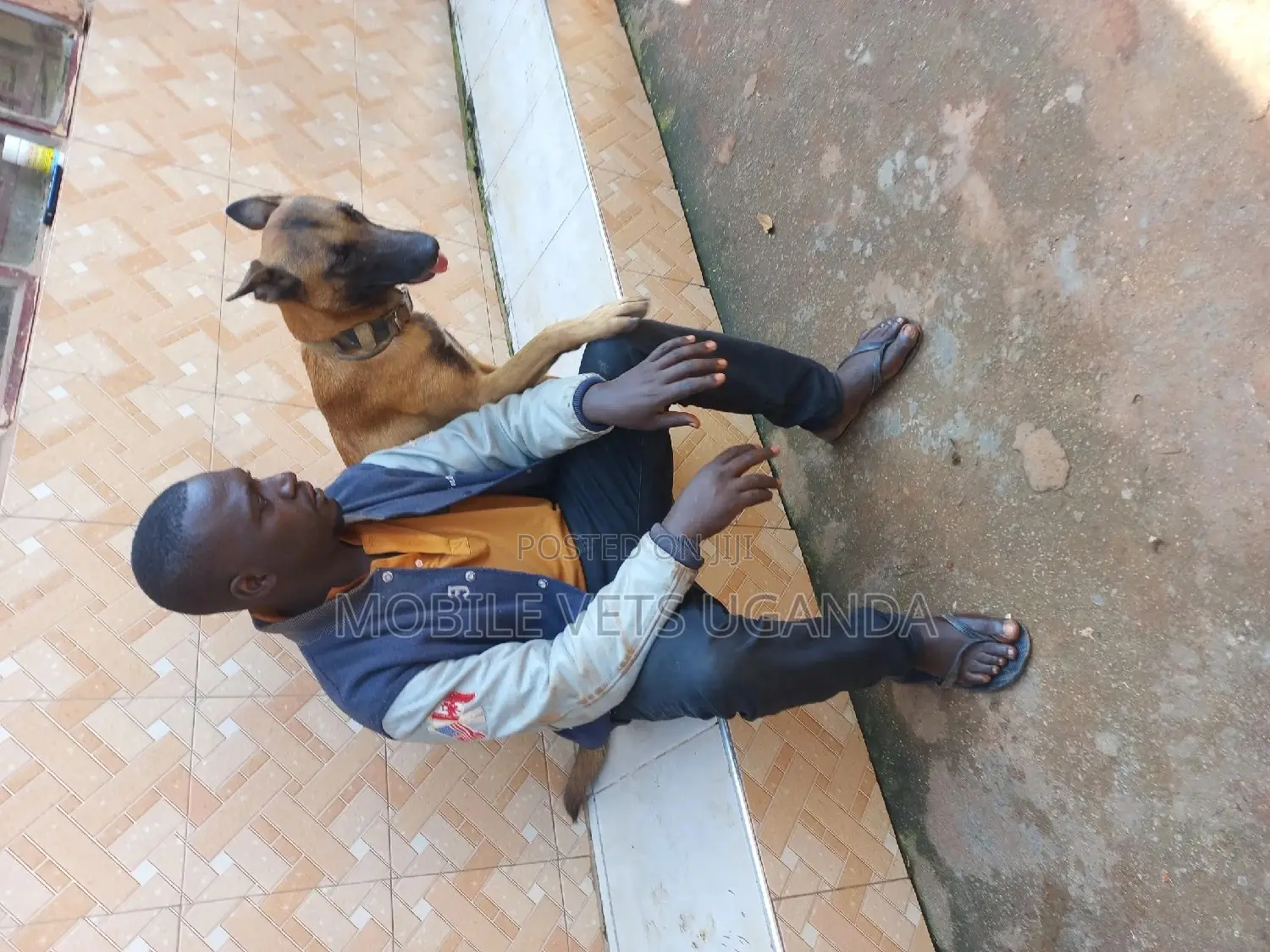 6-12 months Female Purebred Belgian Malinois