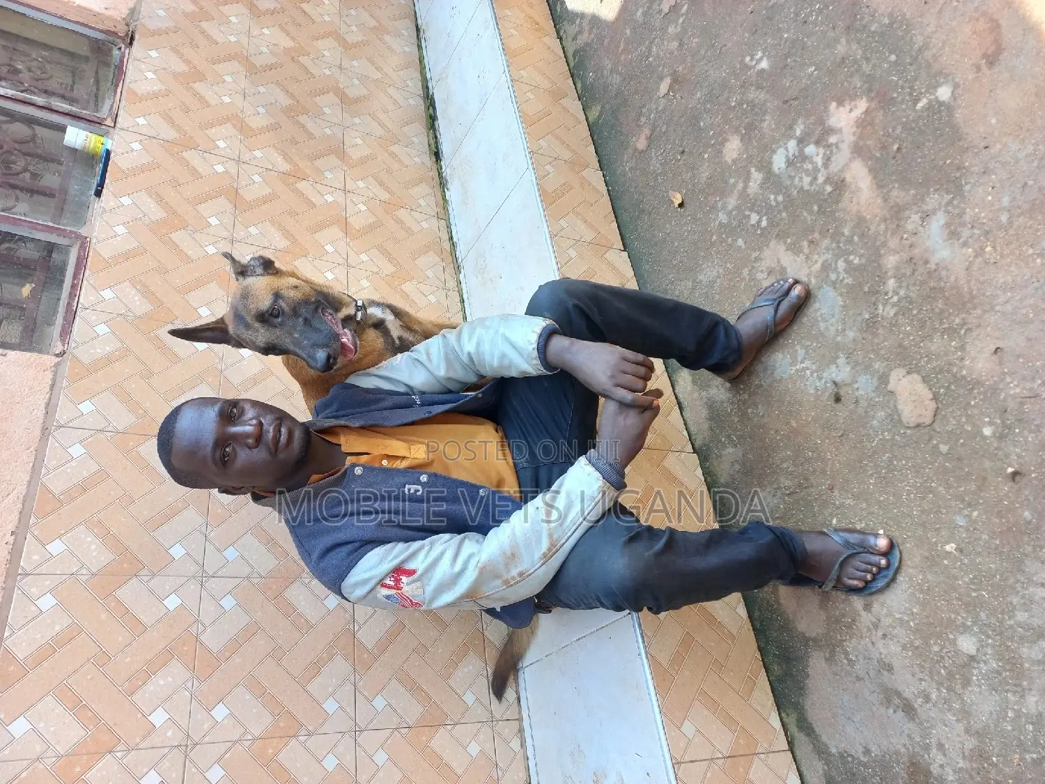 3-6 months Male Purebred Belgian Malinois