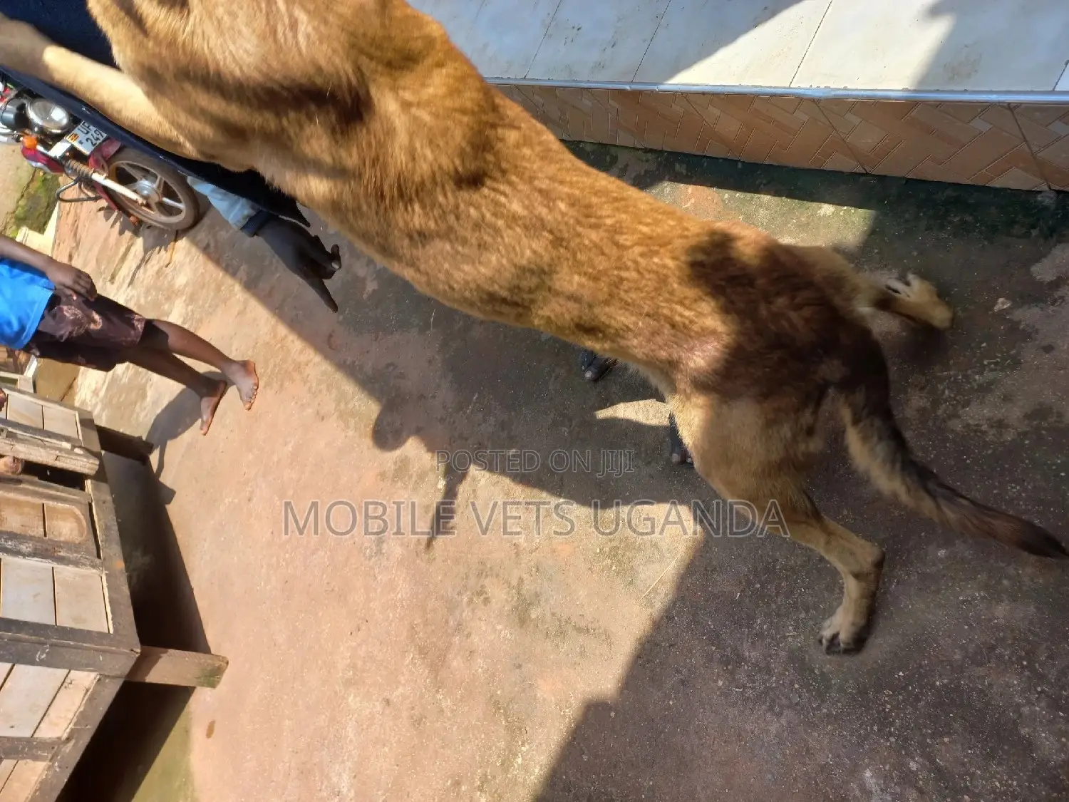 3-6 months Male Purebred Belgian Malinois