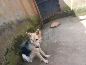 3-6 months Female Purebred German Shepherd