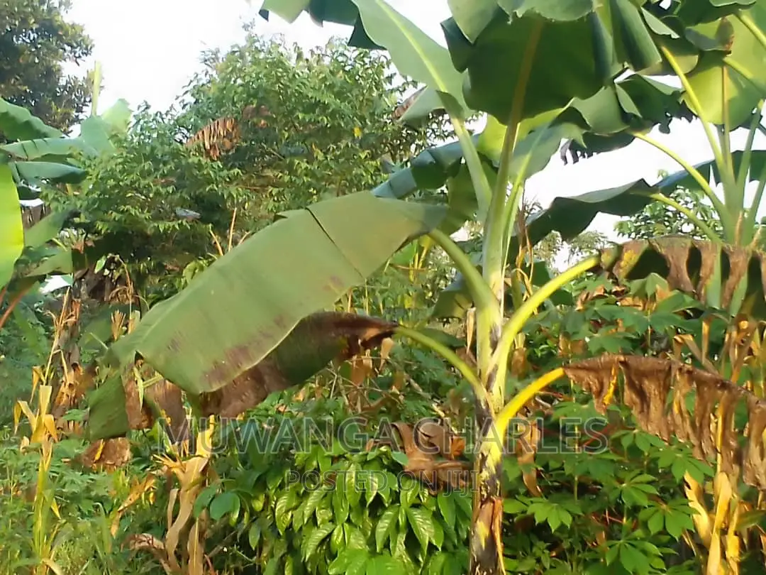 Land for Sale in Kiwenda