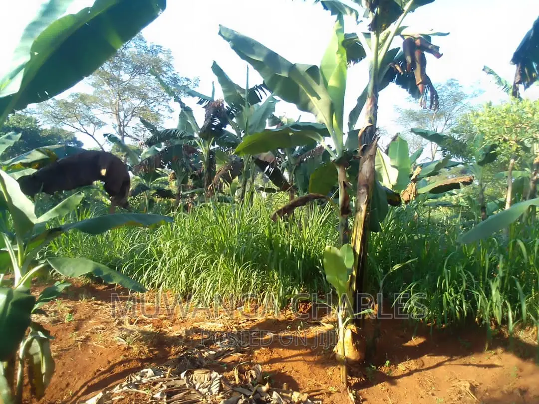 Land for Sale in Kiwenda