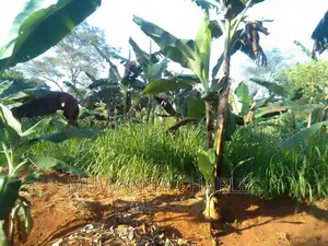 Land for Sale in Kiwenda