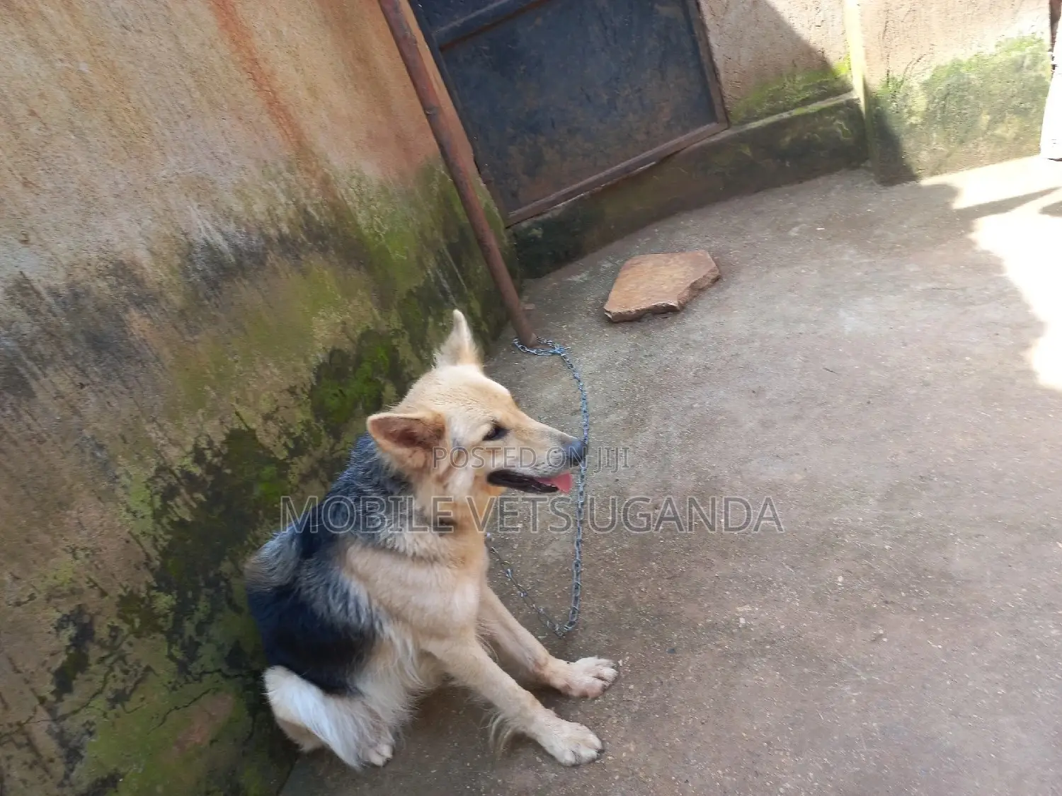 3-6 months Male Purebred German Shepherd