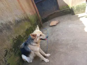 3-6 months Male Purebred German Shepherd