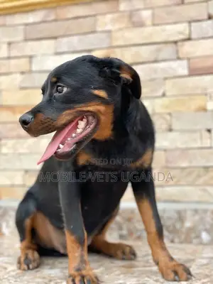 0-1 month Male Purebred Rottweiler