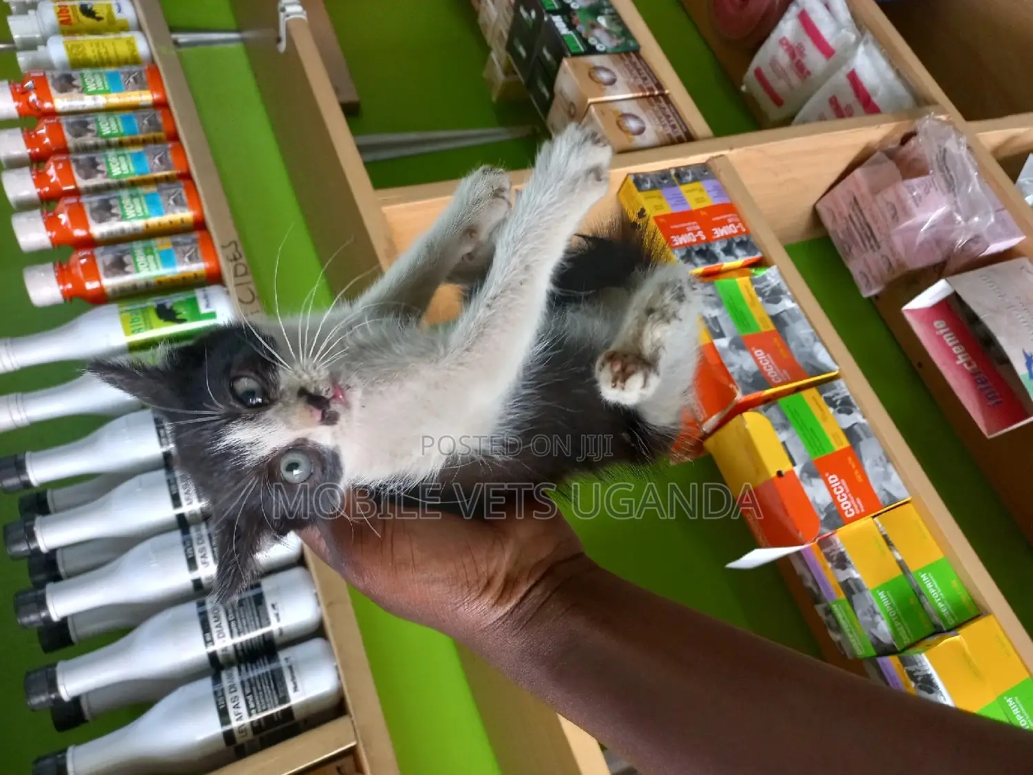 0-1 month Female Purebred Exotic