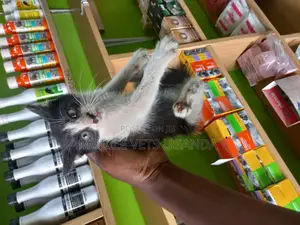 0-1 month Female Purebred Exotic