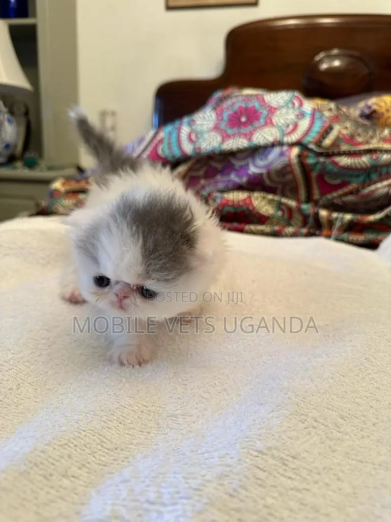 1-3 months Male Purebred Balinese