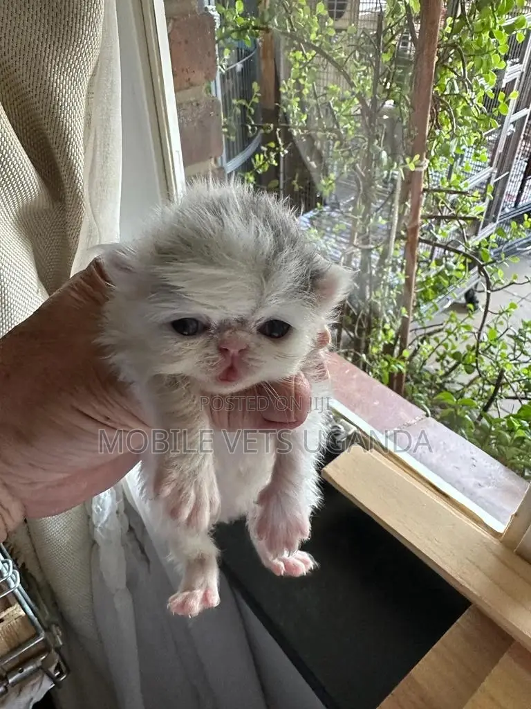 1-3 months Male Purebred British Shorthair
