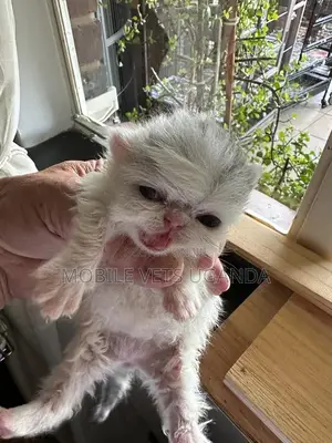 1-3 months Female Purebred British Shorthair