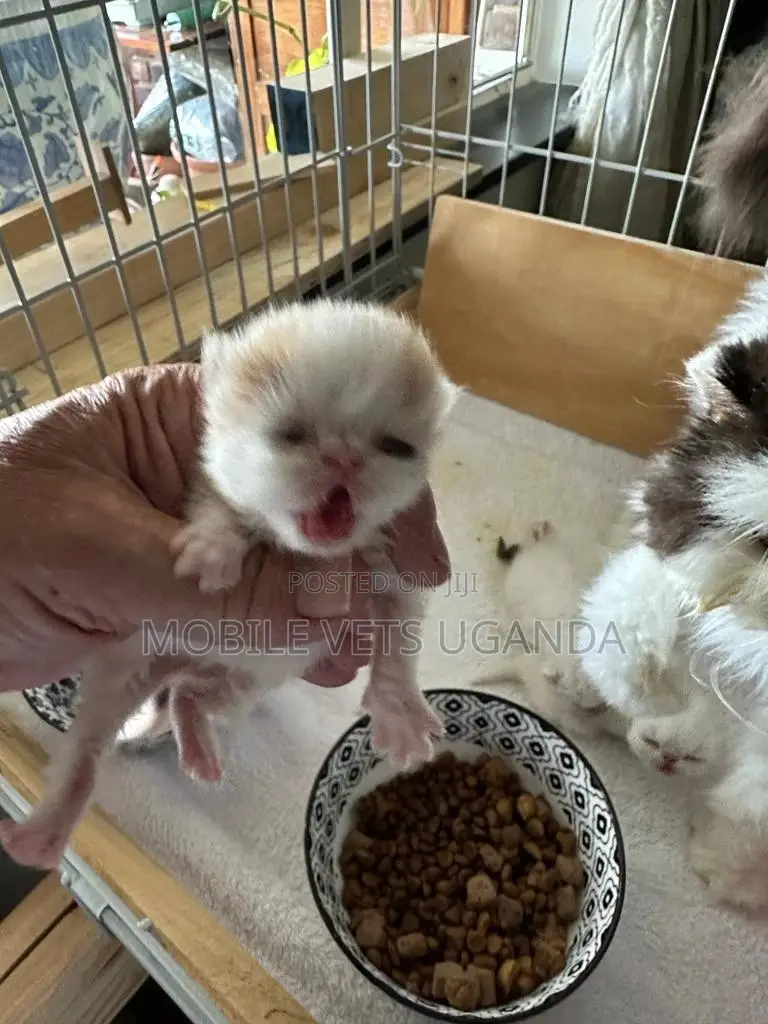 3-6 months Female Purebred Bombay