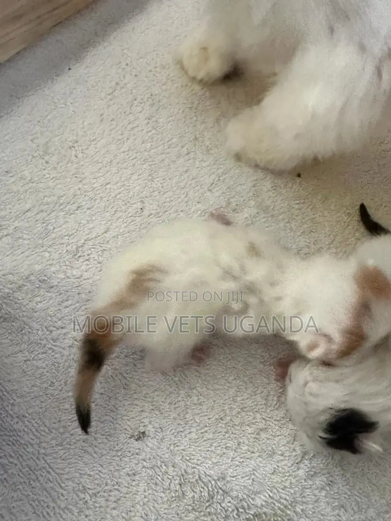 0-1 month Female Purebred Balinese