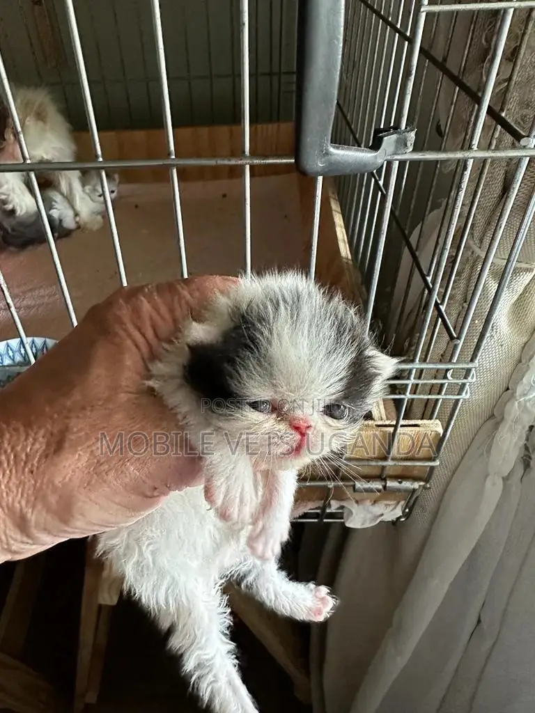 1-3 months Female Purebred Burmese