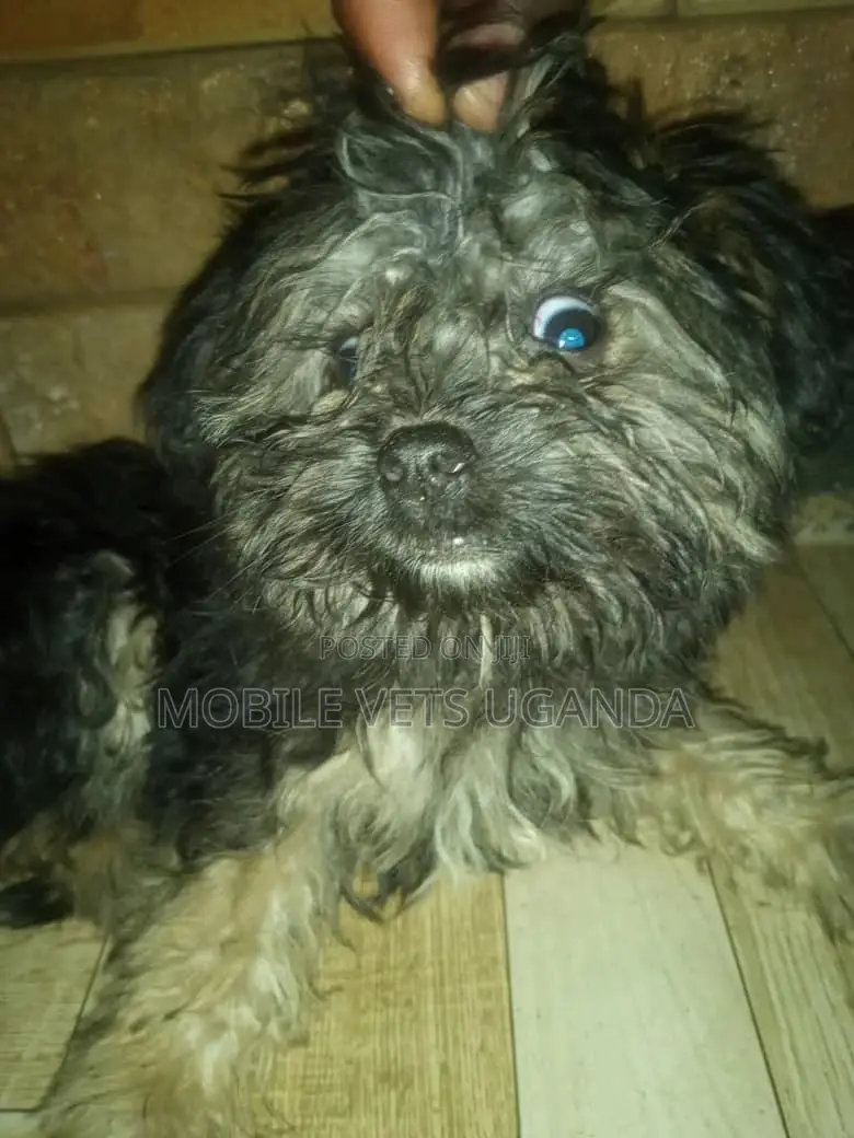 3-6 months Female Purebred Maltese