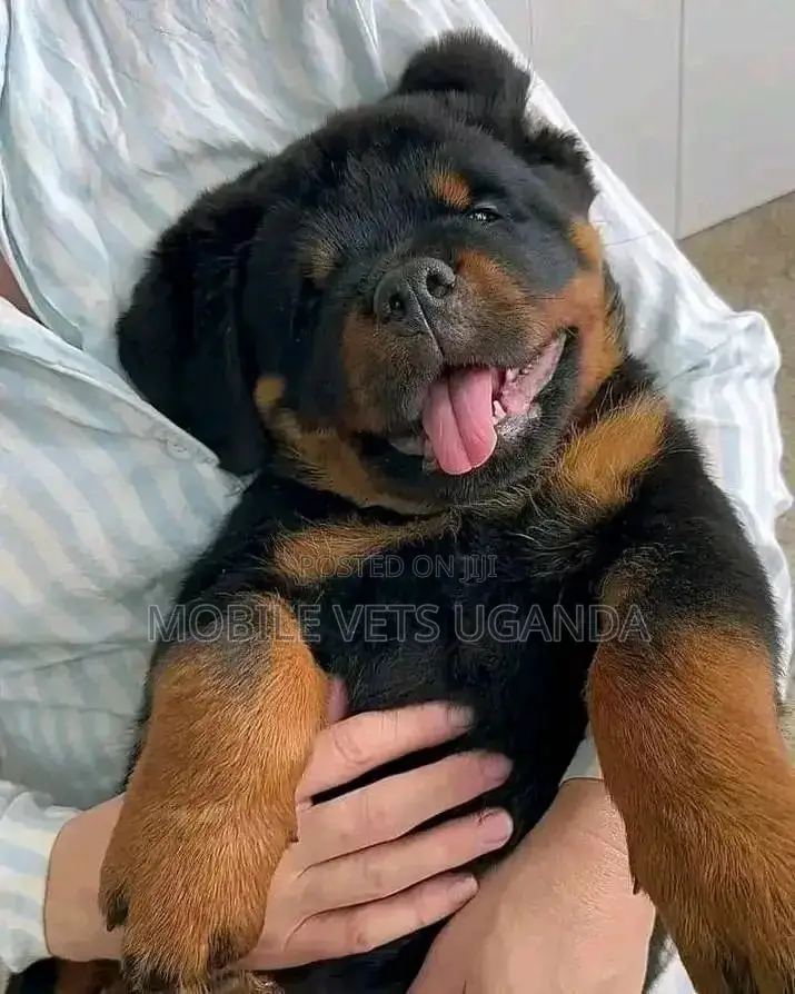 3-6 months Female Purebred Rottweiler