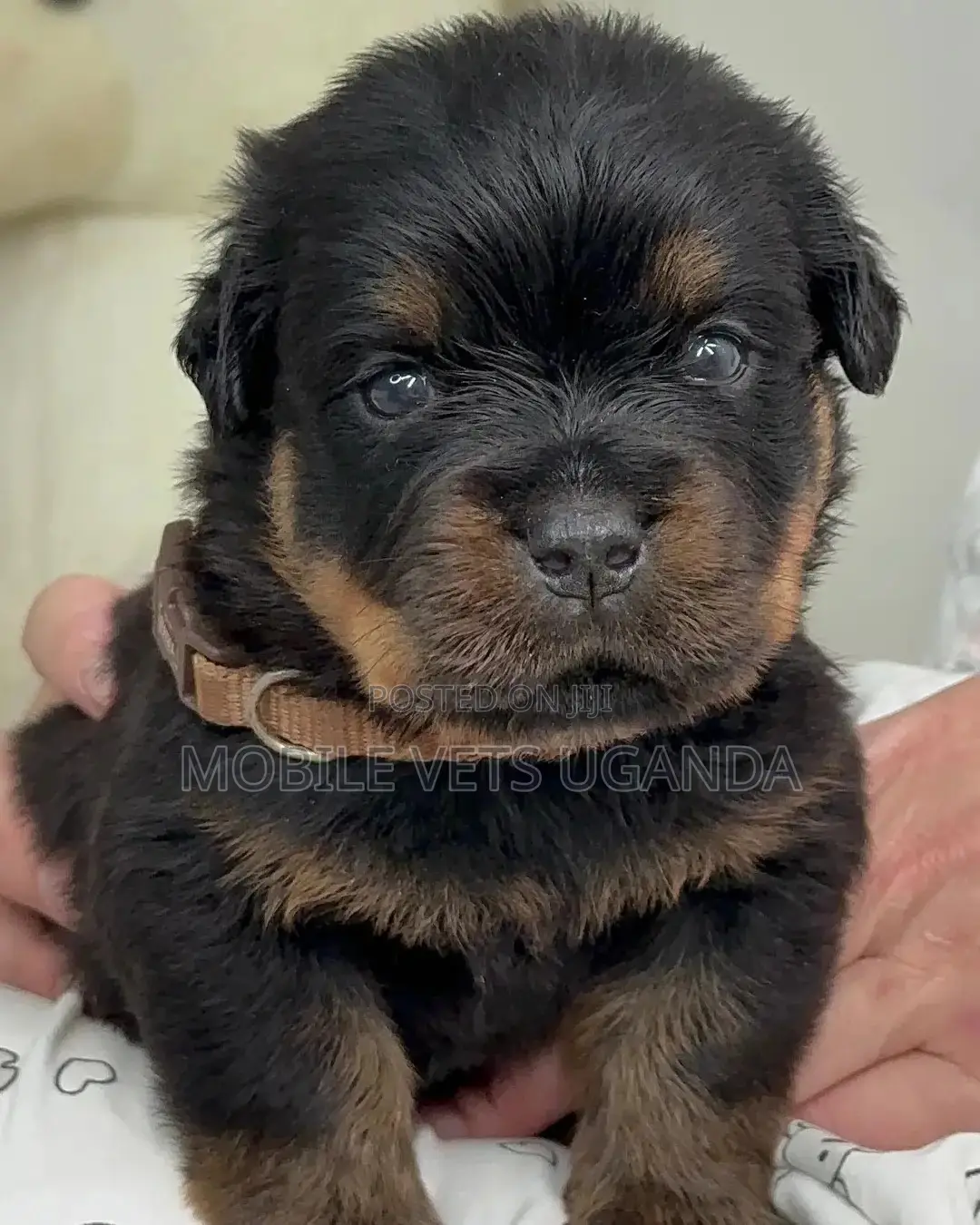 1-3 months Male Purebred Rottweiler