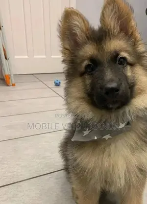1-3 months Male Purebred German Shepherd