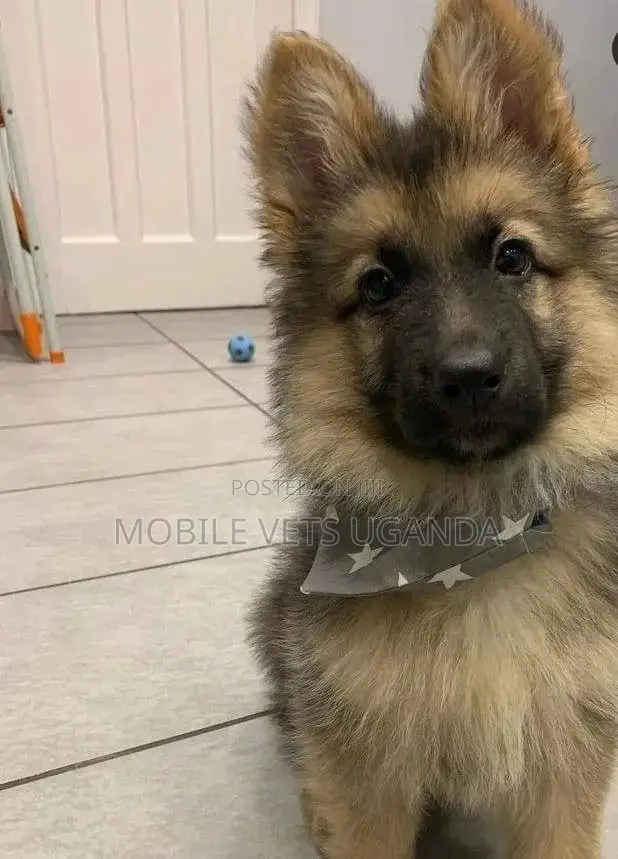 1-3 months Male Purebred German Shepherd