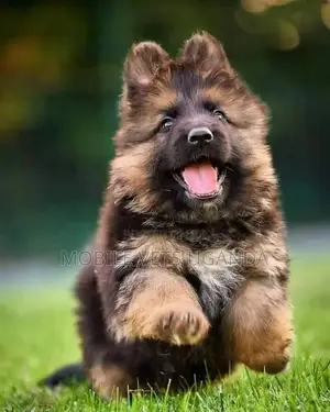 1-3 months Female Purebred German Shepherd