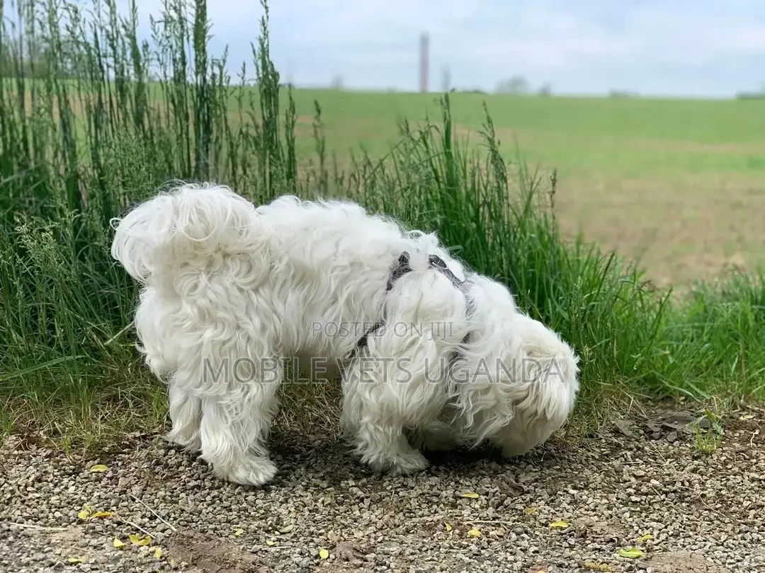 1-3 months Male Purebred Maltese